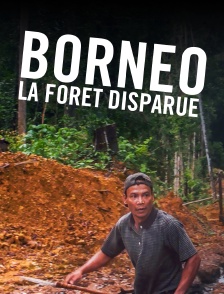 Bornéo - La forêt disparue