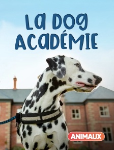 Animaux - La dog Académie en replay