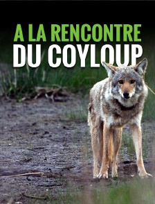 A la rencontre du coyloup