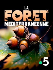 France 5 - La forêt méditerranéenne