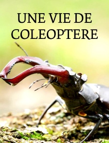 Une vie de coléoptère : le lucane cerf-volant