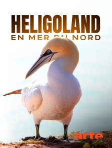 Arte - Heligoland en mer du Nord