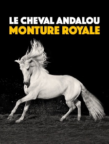 Le cheval andalou, monture royale