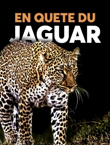 En quête du jaguar
