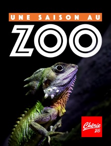 Chérie 25 - Une saison au zoo