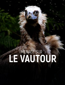 Menace sur le vautour
