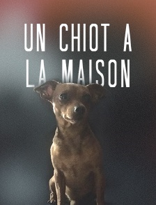 Un chiot à la maison