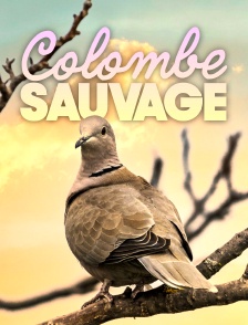 Colombe Sauvage