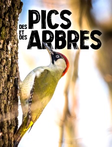 Des pics et des arbres
