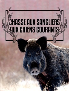 Chasse aux sangliers aux chiens courants