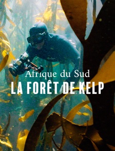 Afrique du Sud : La forêt sous-marine de kelp