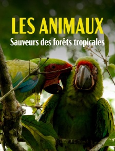 Les animaux, sauveurs des forêts tropicales
