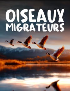 Oiseaux migrateurs : Sur les ailes du voyage