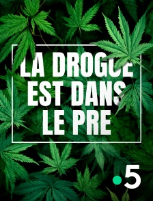 France 5 - La drogue est dans le pré