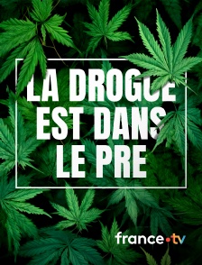 france.tv - La drogue est dans le pré