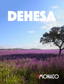 TV Monaco - Dehesa