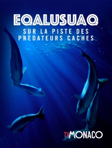 TV Monaco - Eqalusuaq, sur la piste des prédateurs cachés