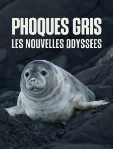 Phoques gris : les nouvelles odyssées