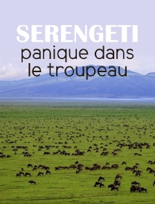 Serengeti, panique dans le troupeau