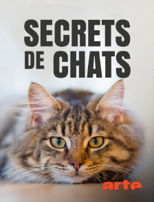 Secrets de chats