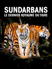 Sundarbans, le Dernier Rouyame du Tigre