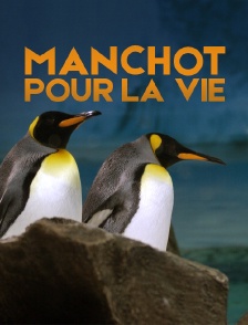 Manchot pour la vie