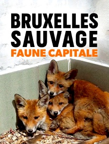 Bruxelles sauvage, faune capitale
