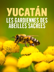 Yucatán : Les gardiennes des abeilles sacrées