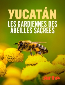 Arte - Yucatán : Les gardiennes des abeilles sacrées