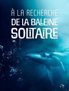 A la recherche de la baleine solitaire