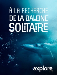EXPLORE - A la recherche de la baleine solitaire