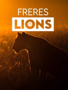Frères lions