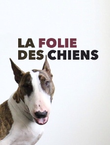 La folie des chiens