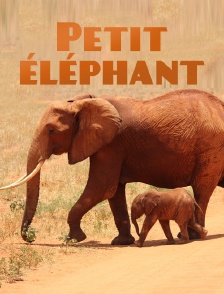Petit éléphant
