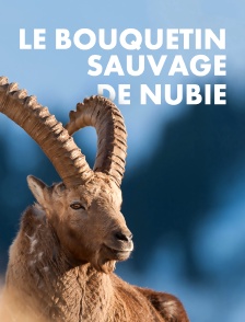 Le bouquetin sauvage de Nubie
