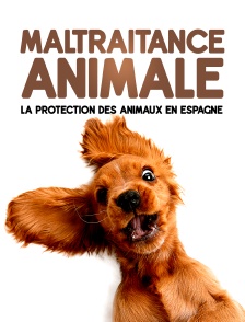 Maltraitance animale : la protection des animaux en Espagne