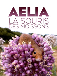 Aélia, la souris des moissons