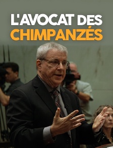 L'avocat des chimpanzés