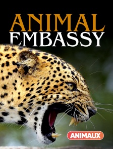 Animal Embassy