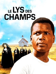Le lys des champs
