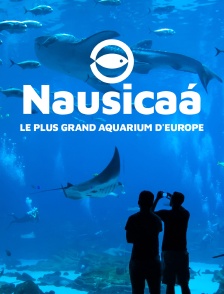 Nausicaa, le plus grand aquarium d'Europe