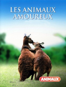 Les animaux amoureux