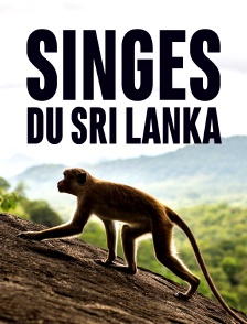 Singes du Sri Lanka