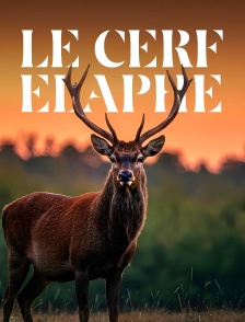 Le cerf élaphe, roi des forêts ?