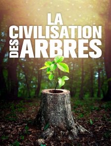 La civilisation des arbres