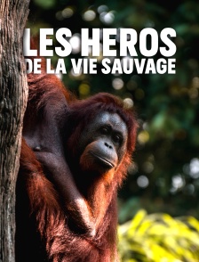 Ivan Carter : héros de la vie sauvage