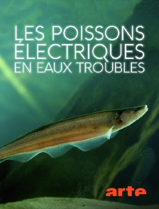 Les poissons électriques en eaux troubles