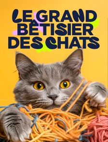 Le grand bêtisier des chats