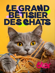 6ter - Le grand bêtisier des chats