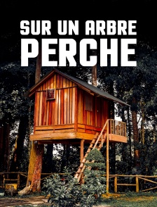 Sur un arbre perché